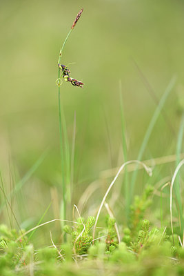 BUITEN BEELD Foto: 318143