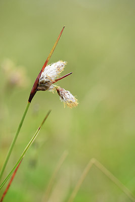 BUITEN BEELD Foto: 318144