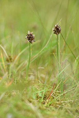 BUITEN BEELD Foto: 318147