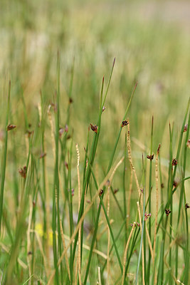 BUITEN BEELD Foto: 318151