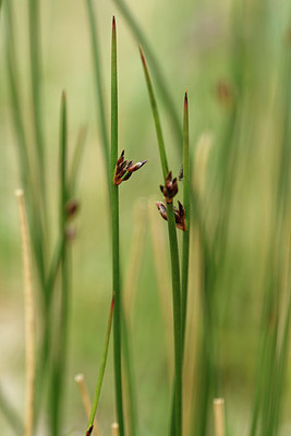 BUITEN BEELD Foto: 318152