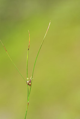 BUITEN BEELD Foto: 318161