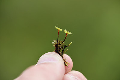 BUITEN BEELD Foto: 318164