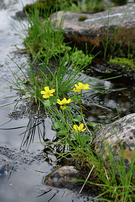 BUITEN BEELD Foto: 318170