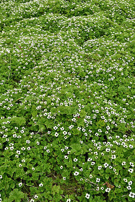 BUITEN BEELD Foto: 318175