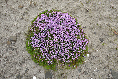BUITEN BEELD Foto: 318179