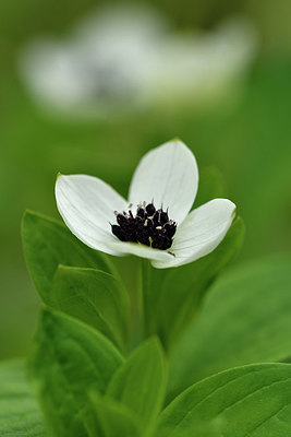 BUITEN BEELD Foto: 318186