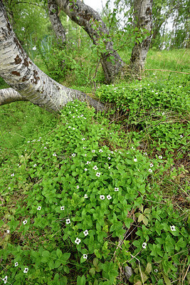 BUITEN BEELD Foto: 318193