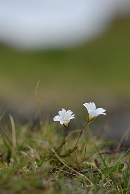 BUITEN BEELD Foto: 318199
