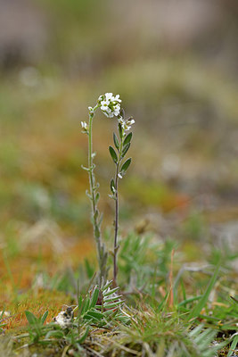 BUITEN BEELD Foto: 318237