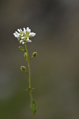 BUITEN BEELD Foto: 318243