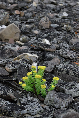 BUITEN BEELD Foto: 318244