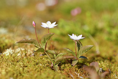 BUITEN BEELD Foto: 318259