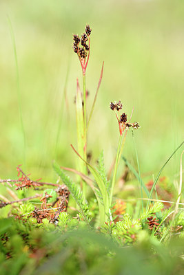 BUITEN BEELD Foto: 318275