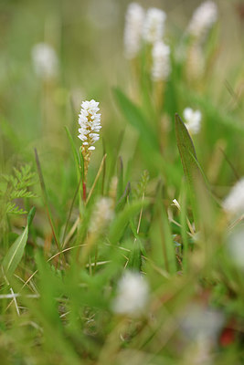 BUITEN BEELD Foto: 318276