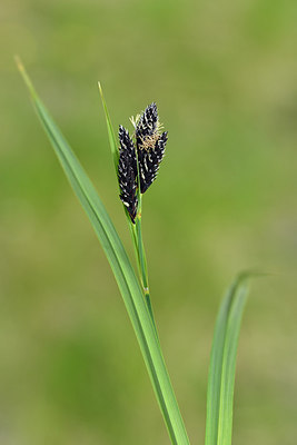BUITEN BEELD Foto: 318282