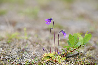BUITEN BEELD Foto: 318292