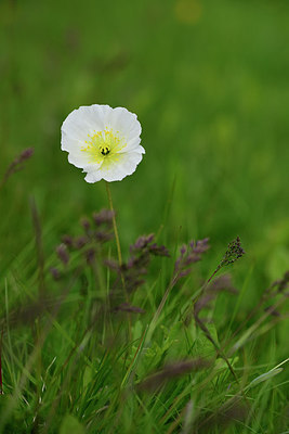 BUITEN BEELD Foto: 318293