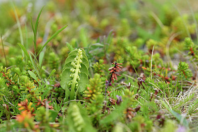 BUITEN BEELD Foto: 318303