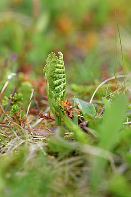 BUITEN BEELD Foto: 318304