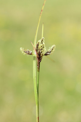 BUITEN BEELD Foto: 318320