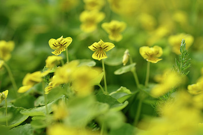 BUITEN BEELD Foto: 318352