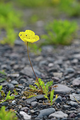 BUITEN BEELD Foto: 318355
