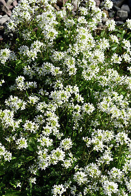 BUITEN BEELD Foto: 318364