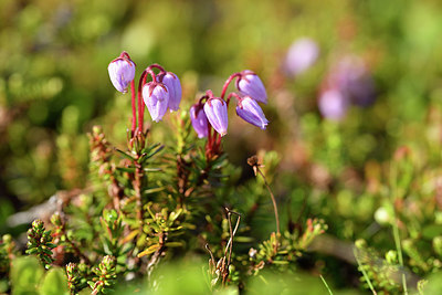 BUITEN BEELD Foto: 318384