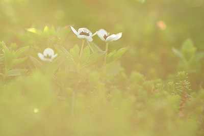 BUITEN BEELD Foto: 318387