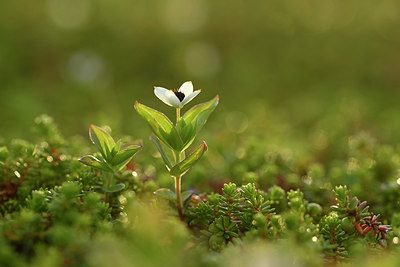 BUITEN BEELD Foto: 318391