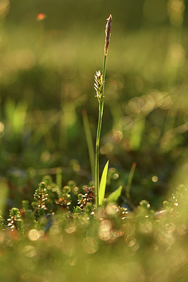 BUITEN BEELD Foto: 318393