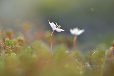 BUITEN BEELD Foto: 318400