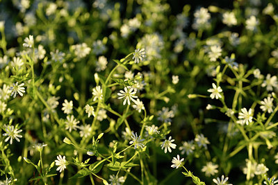 BUITEN BEELD Foto: 318405