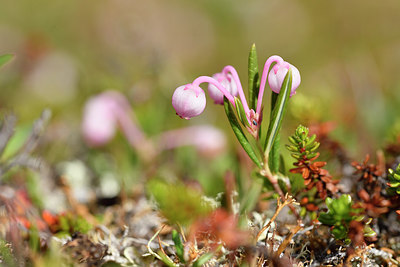 BUITEN BEELD Foto: 318420