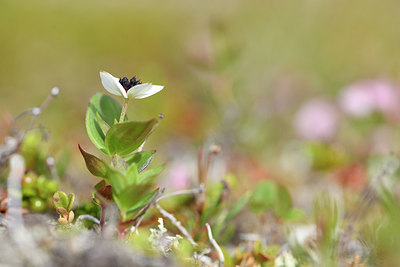 BUITEN BEELD Foto: 318421