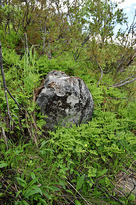 BUITEN BEELD Foto: 318458