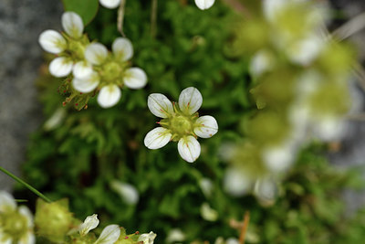 BUITEN BEELD Foto: 318530