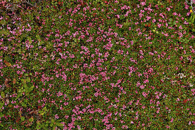 BUITEN BEELD Foto: 318539
