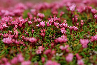 BUITEN BEELD Foto: 318541