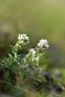 BUITEN BEELD Foto: 318547