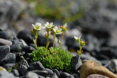 BUITEN BEELD Foto: 318550