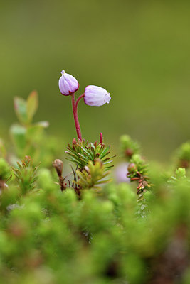 BUITEN BEELD Foto: 318551