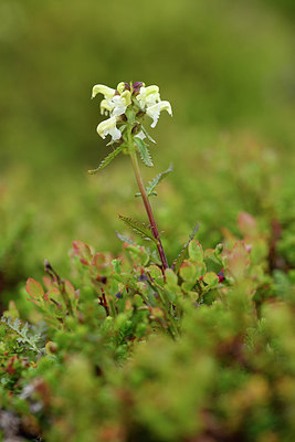 BUITEN BEELD Foto: 318553