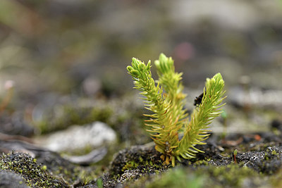 BUITEN BEELD Foto: 318565