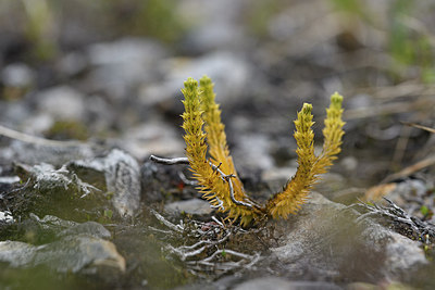 BUITEN BEELD Foto: 318566