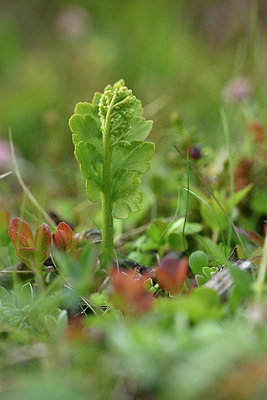 BUITEN BEELD Foto: 318577