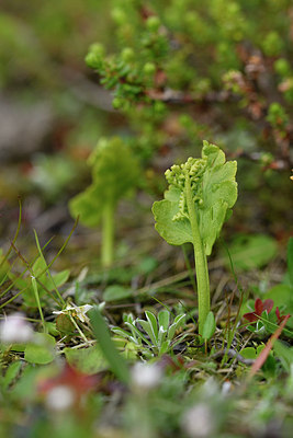 BUITEN BEELD Foto: 318578