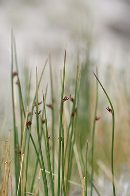 BUITEN BEELD Foto: 318592