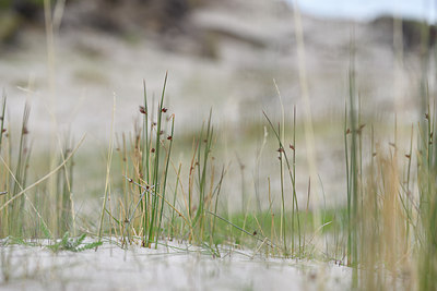 BUITEN BEELD Foto: 318593